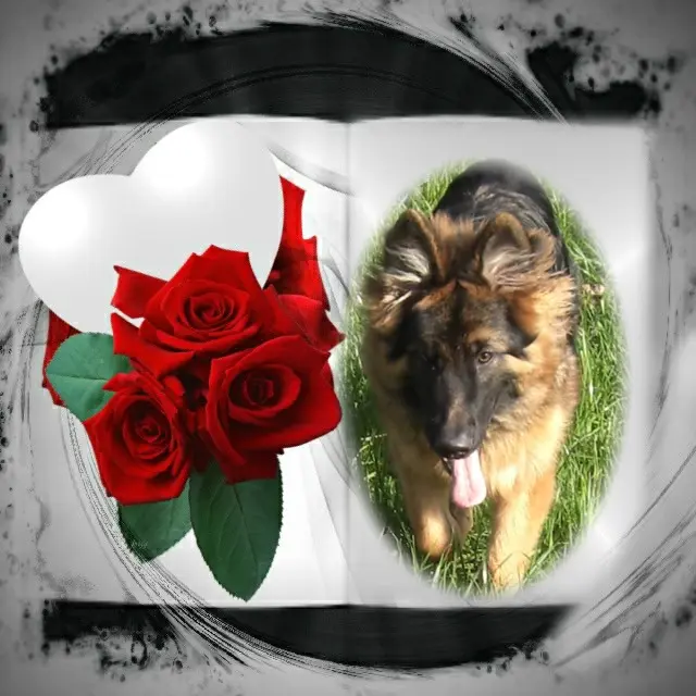 Condolence image of Dzień Dobry❤️❤️❤️mój Ukochany❤️❤️❤️❤️❤️Misieńku❤️❤️❤️