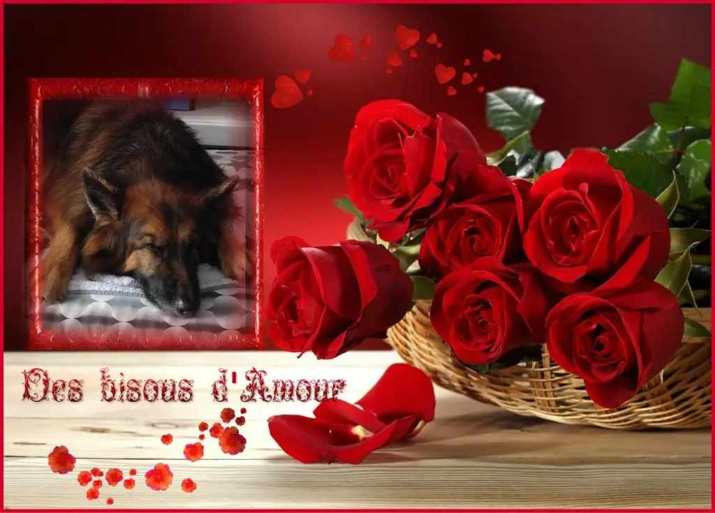 Condolence image of Dobrej Nocki❤️❤️❤️❤️❤️❤️mój Ukochany❤️❤️❤️❤️❤️❤️Misieńku❤️❤️❤️