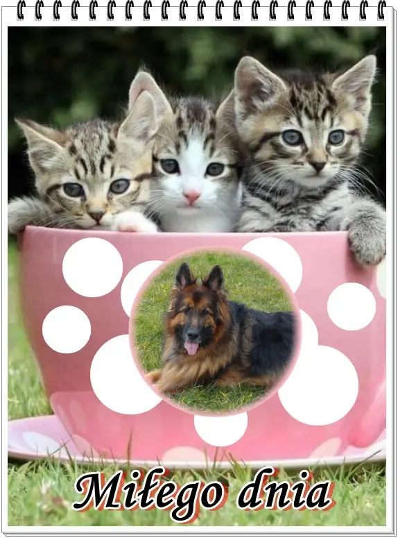 Condolence image of Dzień Dobry❤️❤️❤️Misieńku❤️❤️❤️Ukochany❤️❤️❤️❤️❤️❤️❤️❤️❤️❤️