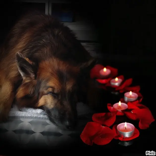 Condolence image of Dobrej Nocki❤️❤️❤️mój Ukochany❤️❤️❤️❤️❤️❤️❤️Misieńku❤️❤️❤️
