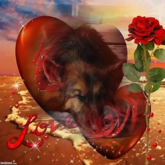 Condolence image of Dobrej Nocki❤️❤️❤️mój Ukochany❤️❤️❤️❤️❤️❤️❤️Misieńku❤️❤️❤️