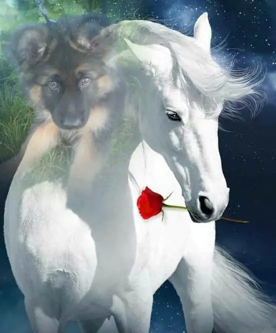 Condolence image of Meine Liebste❤️❤️❤️❤️❤️❤️❤️Sonntags❤️Sternchen❤️❤️❤️