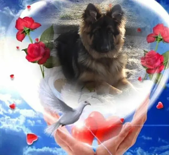 Condolence image of Dzień Dobry❤️❤️❤️mój Ukochany❤️❤️❤️❤️❤️Misieńku❤️❤️❤️