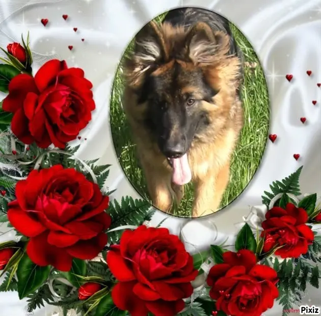 Condolence image of Dzień Dobry❤️❤️❤️mój Ukochany❤️❤️❤️❤️❤️Misieńku❤️❤️❤️