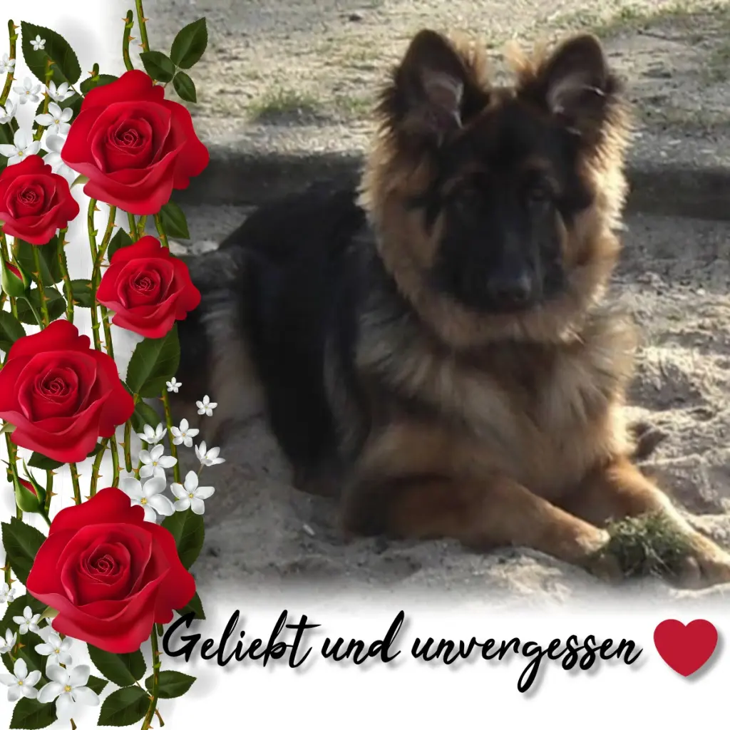 Condolence image of Sternchenpost ⭐