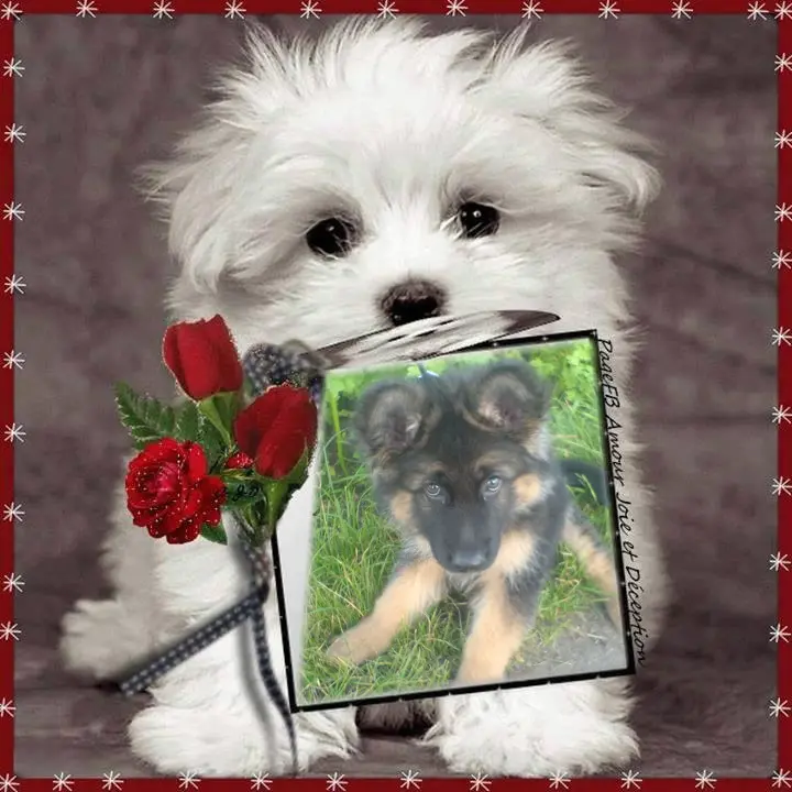 Condolence image of Dzień Dobry❤️❤️❤️mój Ukochany❤️❤️❤️❤️❤️❤️❤️Misieńku❤️❤️❤️
