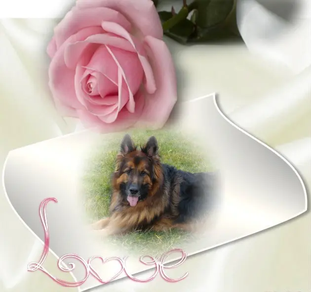 Condolence image of Dzień Dobry❤️❤️❤️mój Ukochany❤️❤️❤️❤️❤️❤️❤️Misieńku❤️❤️❤️