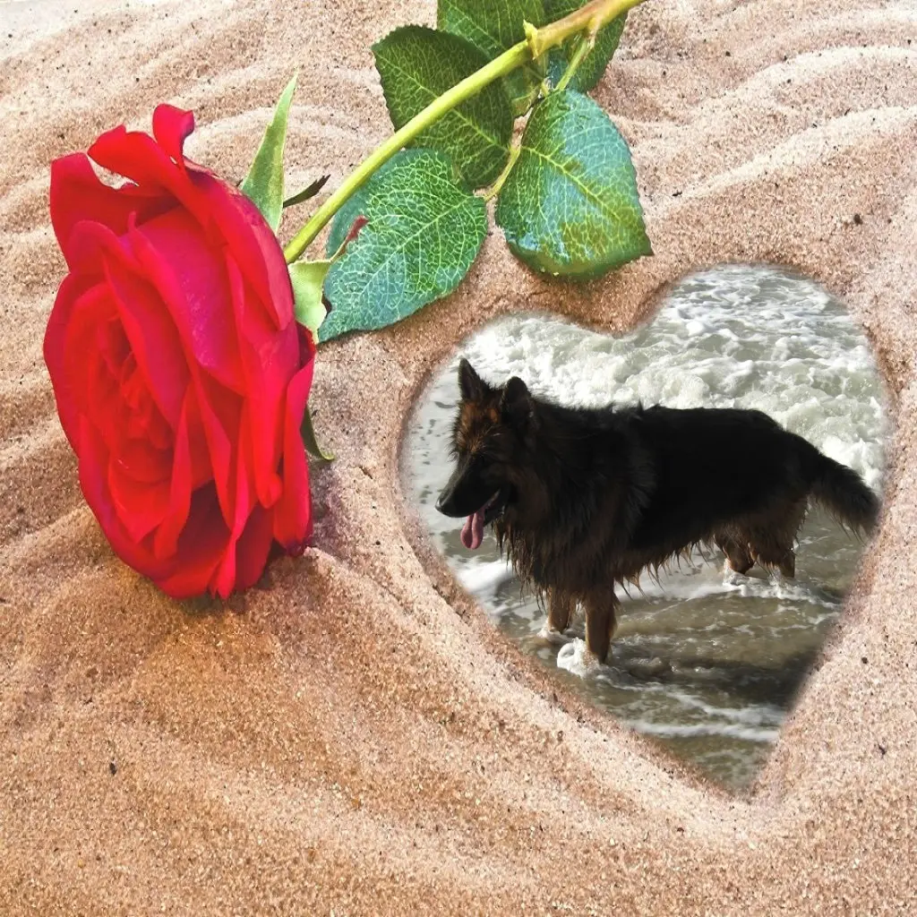 Condolence image of Dzień Dobry❤️❤️❤️mój Ukochany❤️❤️❤️❤️❤️❤️❤️Misieńku❤️❤️❤️