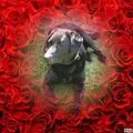 Condolence image of Unbekannt