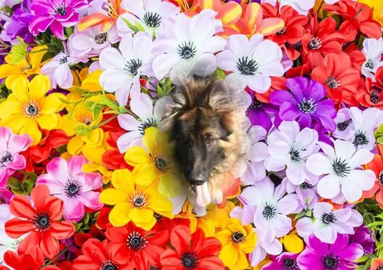 Condolence image of Dzień Dobry❤️❤️❤️mój Ukochany❤️❤️❤️❤️❤️❤️❤️Misieńku❤️❤️❤️