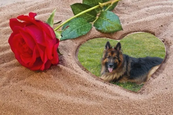 Condolence image of Dzień Dobry❤️❤️❤️mój Ukochany❤️❤️❤️❤️❤️❤️❤️Misieńku❤️❤️❤️