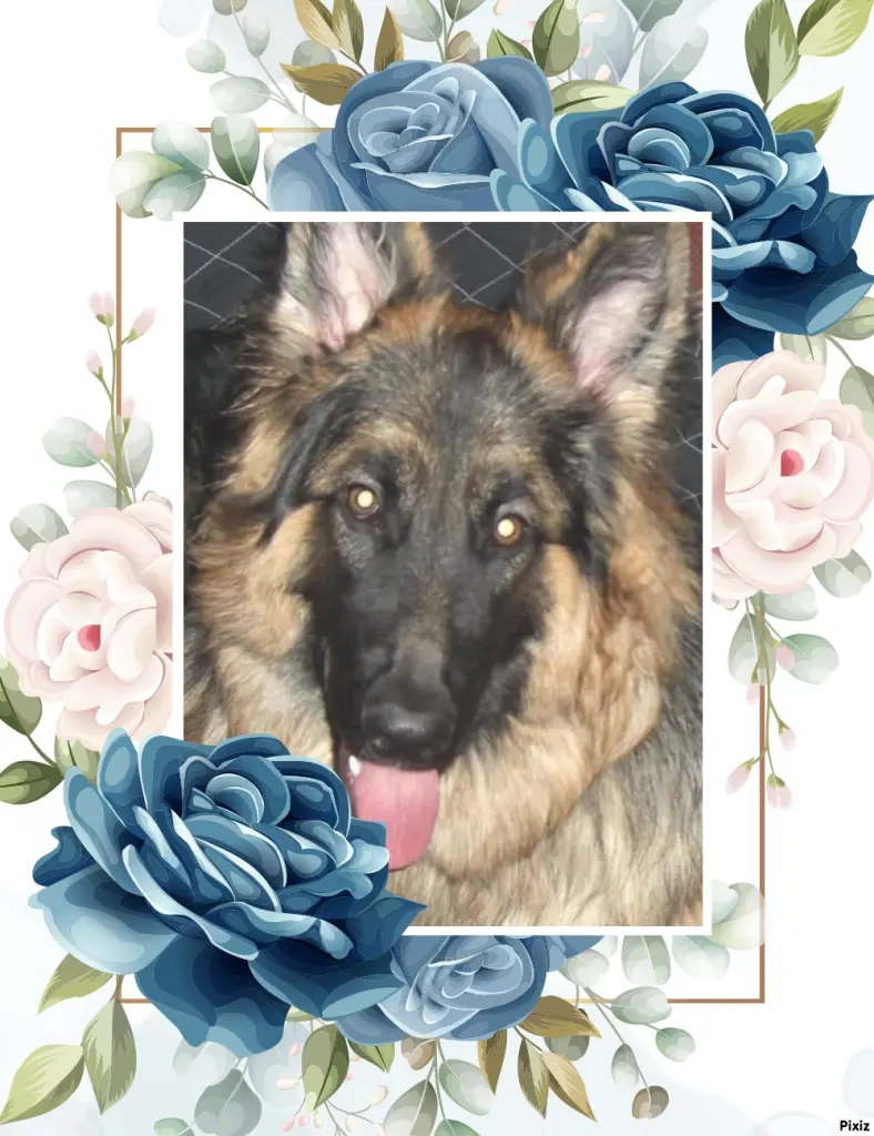 Condolence image of Sternchenpost ⭐