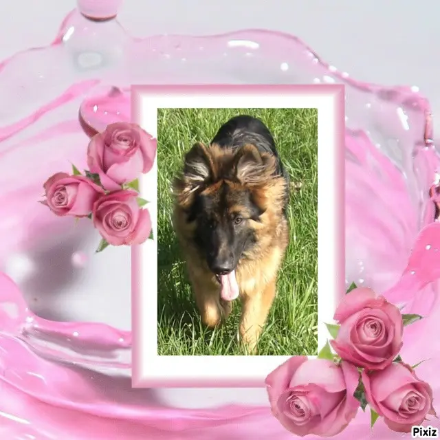 Condolence image of Dzień Dobry❤️❤️❤️mój Ukochany❤️❤️❤️❤️❤️❤️❤️Misieńku❤️❤️❤️