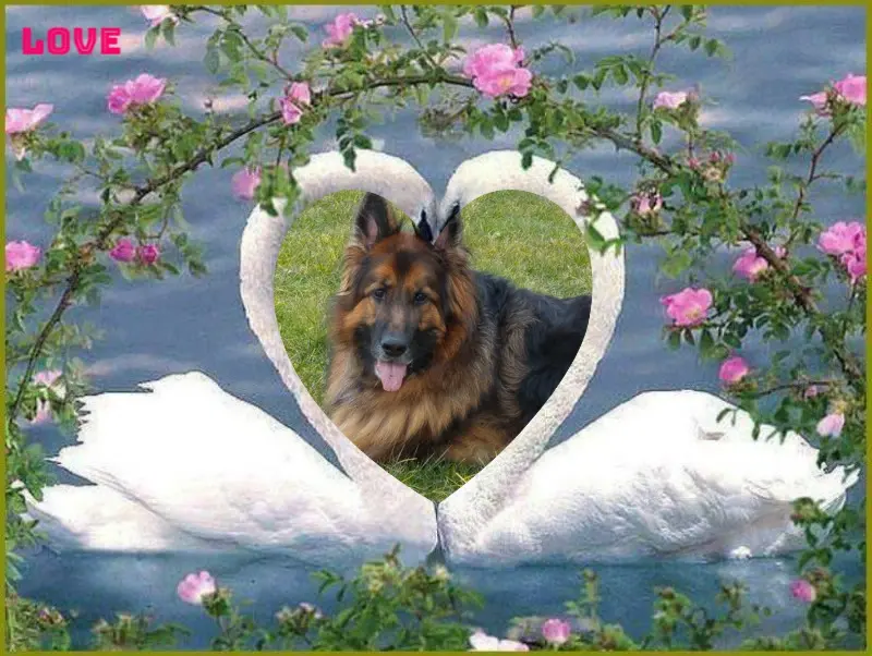 Condolence image of Dzień Dobry❤️❤️❤️mój Ukochany❤️❤️❤️❤️❤️❤️❤️Misieńku❤️❤️❤️