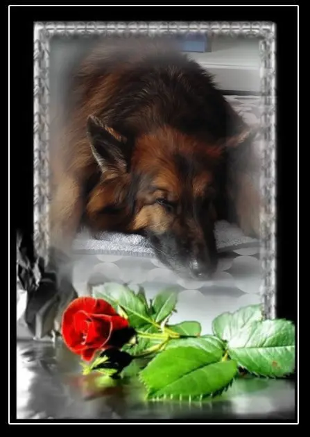 Condolence image of Dobrej Nocki❤️❤️❤️❤️❤️❤️mój Ukochany❤️❤️❤️❤️❤️❤️Misieńku❤️❤️❤️