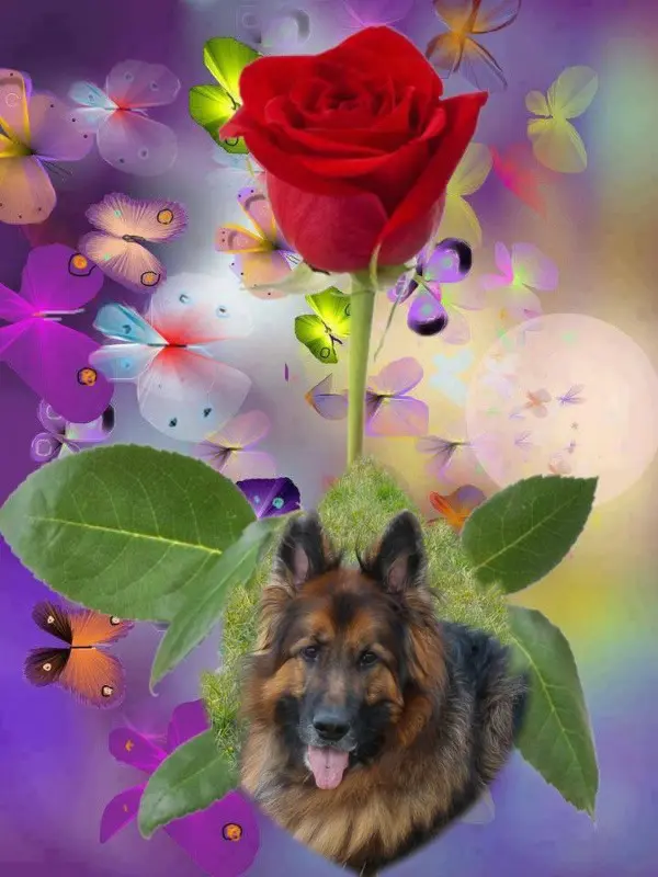 Condolence image of Dzień Dobry❤️❤️❤️mój Ukochany❤️❤️❤️❤️❤️❤️❤️Misieńku❤️❤️❤️