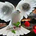 Condolence image of Evelyn