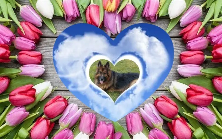 Condolence image of Dzień Dobry❤️❤️❤️mój Ukochany❤️❤️❤️❤️❤️❤️❤️Misieńku❤️❤️❤️