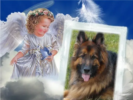 Condolence image of Dzień Dobry❤️❤️❤️mój Ukochany❤️❤️❤️❤️❤️❤️❤️Misieńku❤️❤️❤️