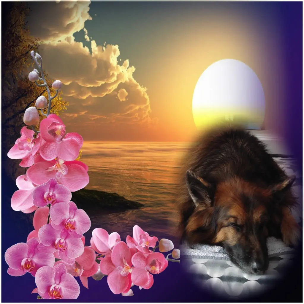 Condolence image of Dobrej Nocki❤️❤️❤️❤️❤️❤️mój Ukochany❤️❤️❤️❤️❤️❤️Misieńku❤️❤️❤️