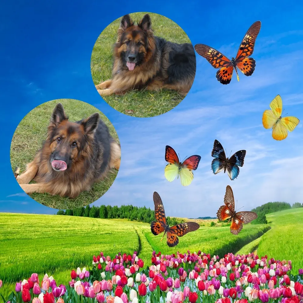 Condolence image of Dzień Dobry❤️❤️❤️mój Ukochany❤️❤️❤️❤️❤️❤️❤️Misieńku❤️❤️❤️