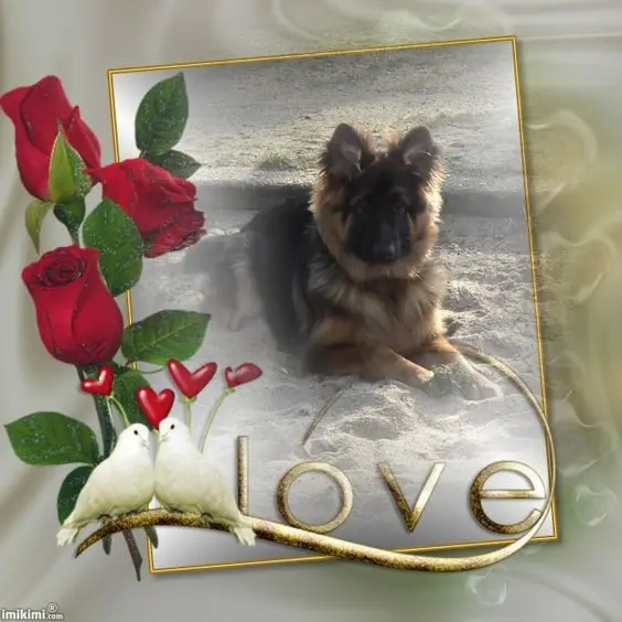 Condolence image of Dzień Dobry❤️❤️❤️mój Ukochany❤️❤️❤️❤️❤️❤️❤️Misieńku❤️❤️❤️