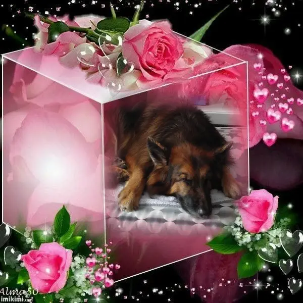 Condolence image of Dobrej Nocki❤️❤️❤️❤️❤️❤️mój Ukochany❤️❤️❤️❤️❤️❤️Misieńku❤️❤️❤️