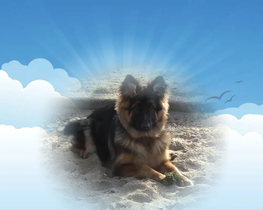 Condolence image of Dzień Dobry❤️❤️❤️mój Ukochany❤️❤️❤️❤️❤️❤️❤️Misieńku❤️❤️❤️