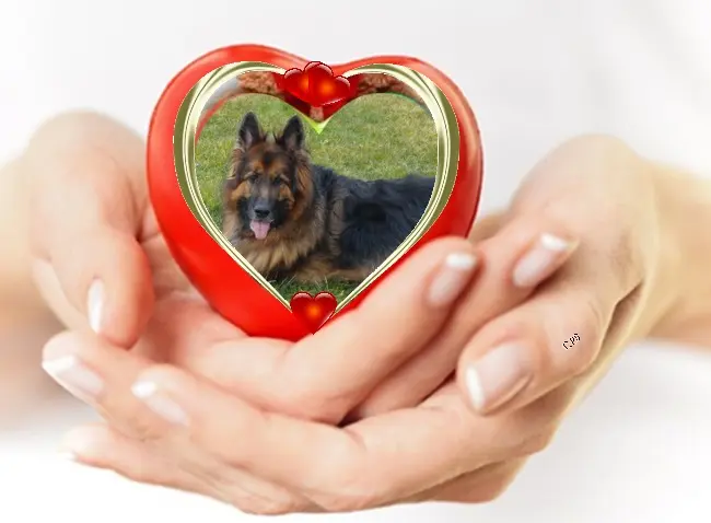 Condolence image of Dzień Dobry❤️❤️❤️mój Ukochany❤️❤️❤️❤️❤️❤️❤️Misieńku❤️❤️❤️