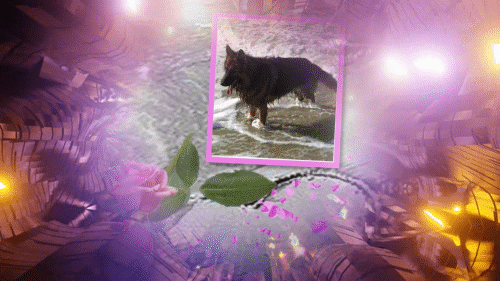 Condolence image of Dzień Dobry❤️❤️❤️mój Ukochany❤️❤️❤️❤️❤️❤️❤️Misieńku❤️❤️❤️