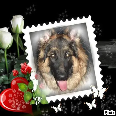 Condolence image of Sternchenpost ⭐