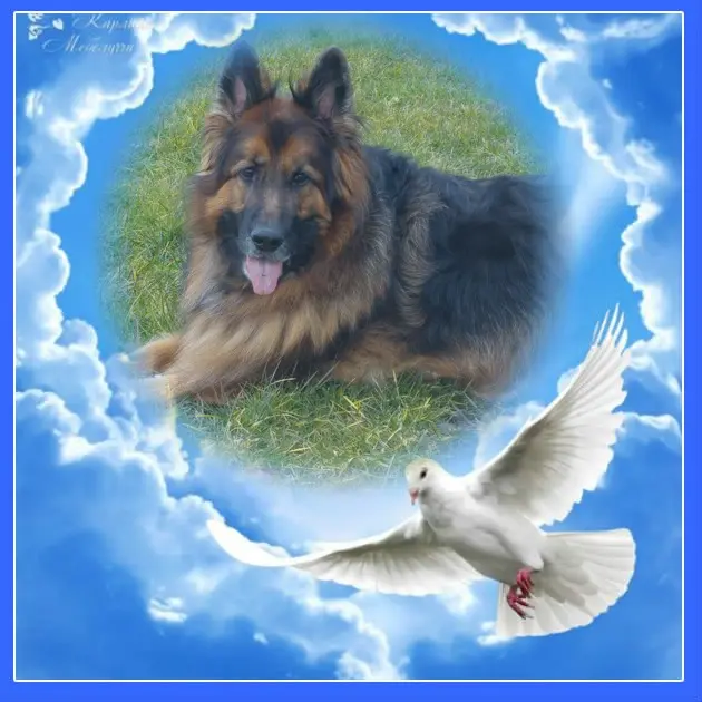 Condolence image of Dzień Dobry❤️❤️❤️mój Ukochany❤️❤️❤️❤️❤️❤️❤️Misieńku❤️❤️❤️