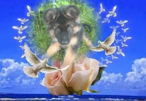 Condolence image of Dzień Dobry❤️❤️❤️mój Ukochany❤️❤️❤️❤️❤️❤️❤️Misieńku❤️❤️❤️
