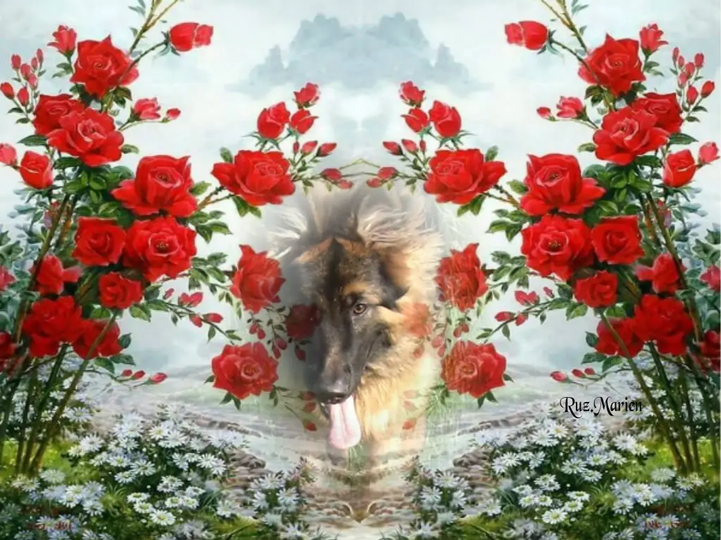 Condolence image of Dzień Dobry❤️❤️❤️mój Ukochany❤️❤️❤️❤️❤️❤️❤️Misieńku❤️❤️❤️