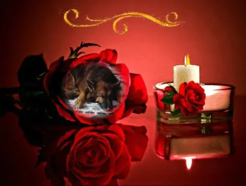Condolence image of Dobrej Nocki❤️❤️❤️❤️❤️❤️mój Ukochany❤️❤️❤️❤️❤️❤️Misieńku❤️❤️❤️
