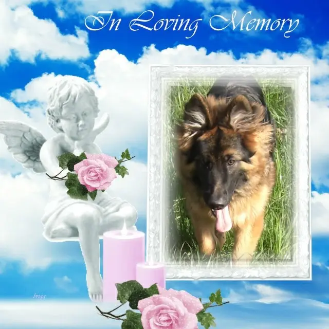 Condolence image of Dzień Dobry❤️❤️❤️mój Ukochany❤️❤️❤️❤️❤️❤️❤️Misieńku❤️❤️❤️
