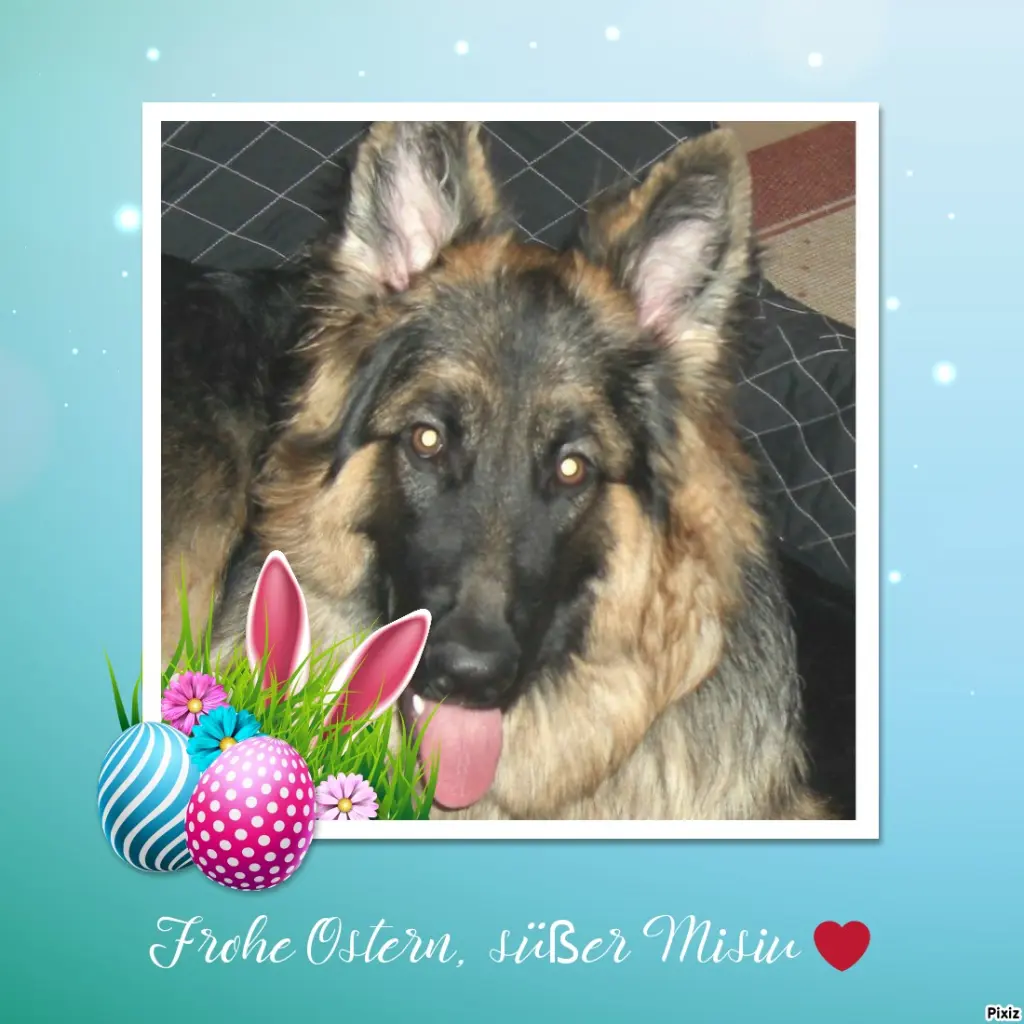 Condolence image of Tanja mit Timmy im Herzen