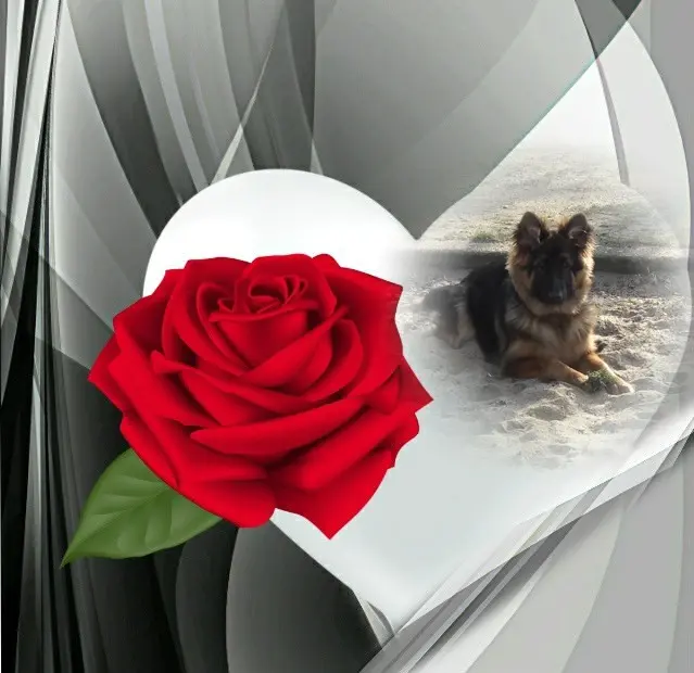 Condolence image of Dzień Dobry❤️❤️❤️mój Ukochany❤️❤️❤️❤️❤️❤️❤️Misieńku❤️❤️❤️