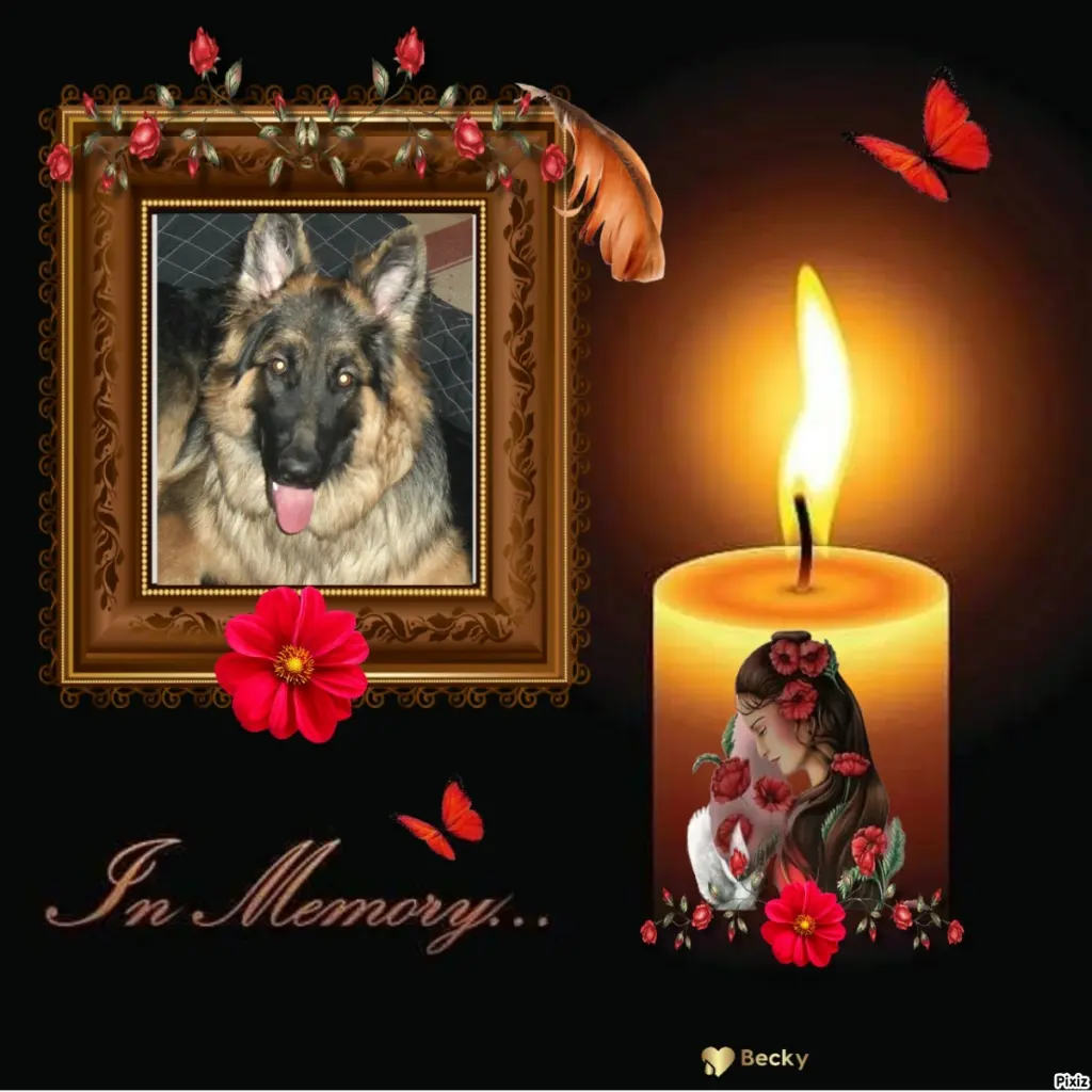 Condolence image of Tanja mit Timmy im Herzen