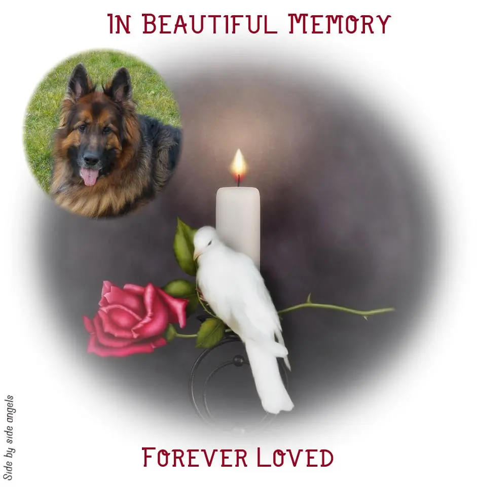 Condolence image of Kochany❤️❤️❤️Misiu❤️❤️❤️