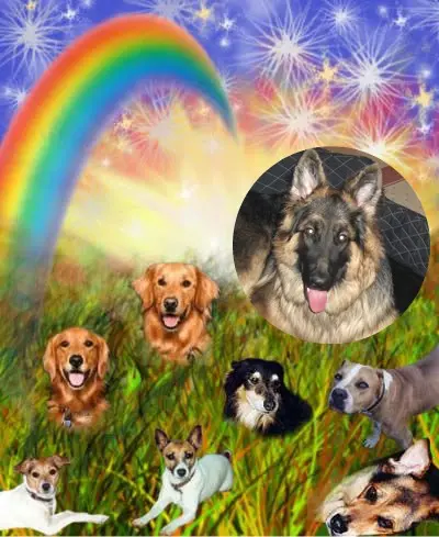 Condolence image of Kochany❤️❤️❤️Misiu❤️❤️❤️