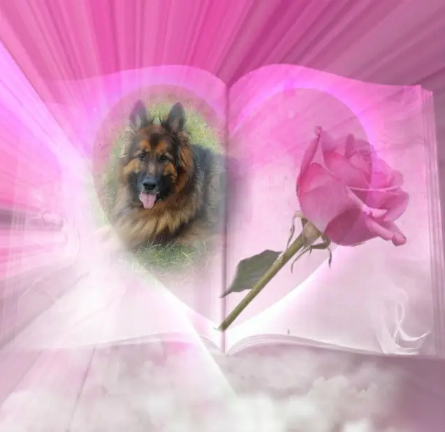 Condolence image of Moje Kochanie❤️❤️❤️❤️❤️❤️❤️❤️❤️❤️❤️❤️❤️