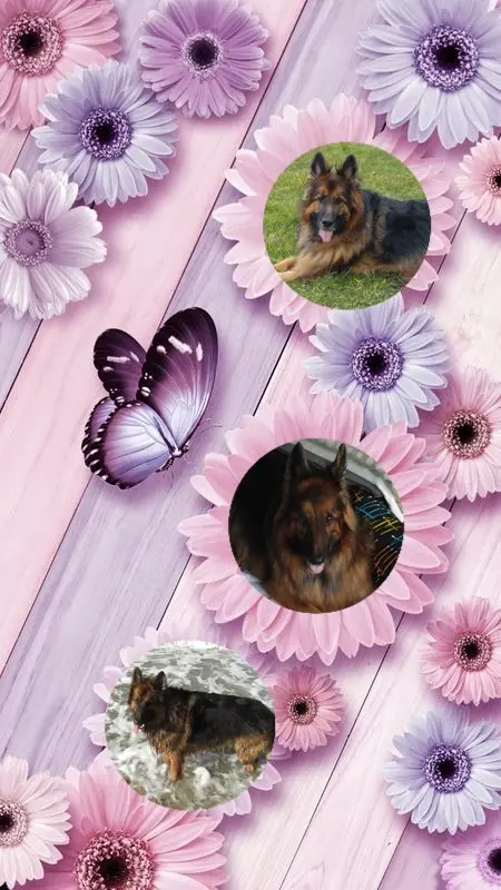 Condolence image of Dzień Dobry❤️❤️❤️mój Ukochany❤️❤️❤️❤️❤️❤️❤️Misieńku❤️❤️❤️