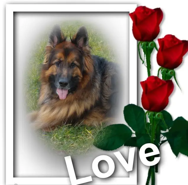 Condolence image of Dzień Dobry❤️❤️❤️mój Ukochany❤️❤️❤️❤️❤️❤️❤️Misieńku❤️❤️❤️