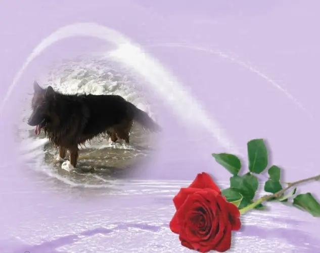 Condolence image of Dzień Dobry❤️❤️❤️mój Ukochany❤️❤️❤️❤️❤️❤️❤️Misieńku❤️❤️❤️