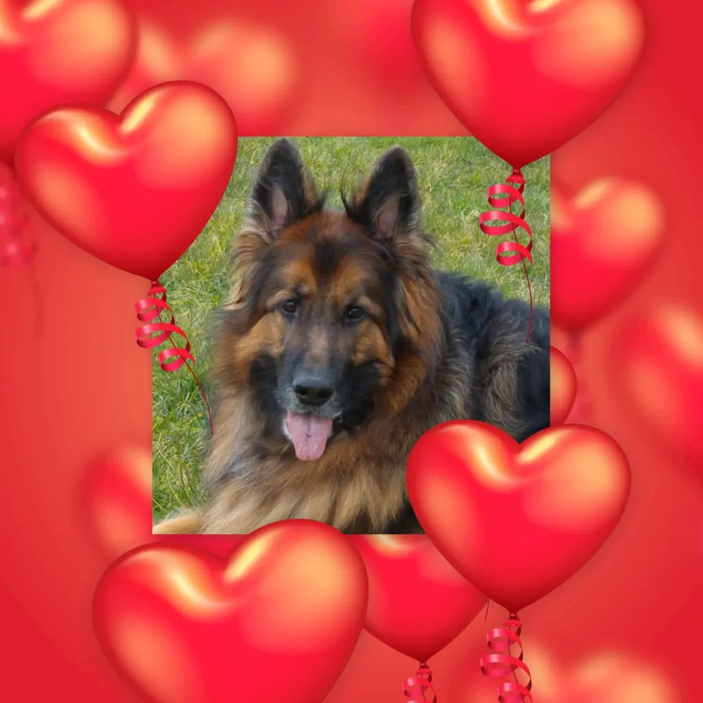 Condolence image of Dzień Dobry❤️❤️❤️mój Ukochany❤️❤️❤️❤️❤️❤️❤️Misieńku❤️❤️❤️