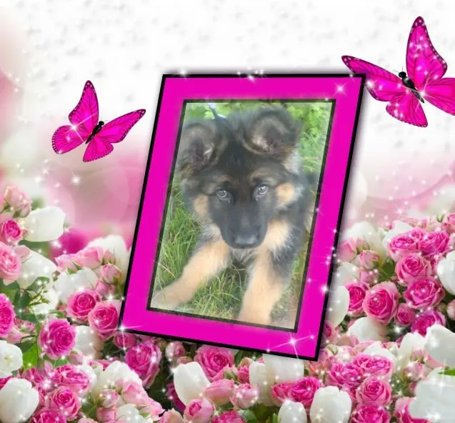 Condolence image of Dzień Dobry❤️❤️❤️mój Ukochany❤️❤️❤️❤️❤️❤️❤️Misieńku❤️❤️❤️
