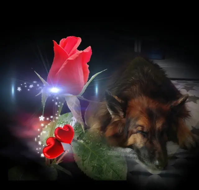 Condolence image of Dobrej Nocki❤️❤️❤️❤️❤️❤️mój Ukochany❤️❤️❤️❤️❤️❤️Misieńku❤️❤️❤️