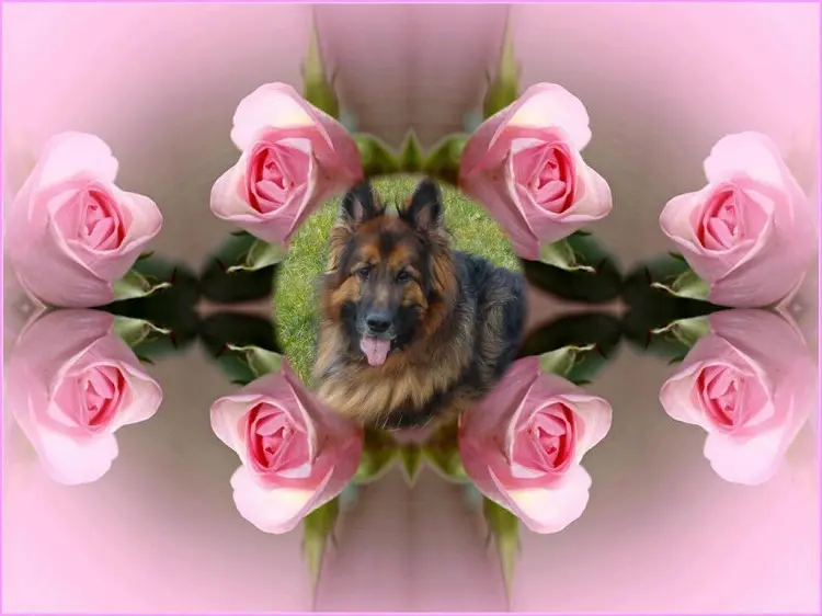 Condolence image of Dzień Dobry❤️❤️❤️mój Ukochany❤️❤️❤️❤️❤️❤️❤️Misieńku❤️❤️❤️