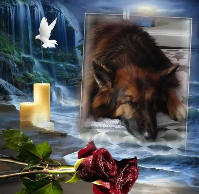 Condolence image of Dobrej Nocki❤️❤️❤️❤️❤️❤️mój Ukochany❤️❤️❤️❤️❤️❤️Misieńku❤️❤️❤️